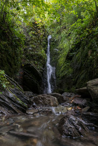 Scenic view of waterfall in forest