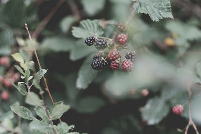 Low angle view of berries on plant