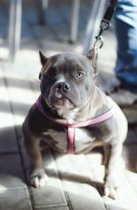 Close-up portrait of dog