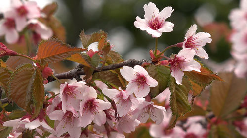 Close-up of pink cherry blossoms