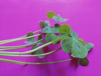 Close-up of pink plant