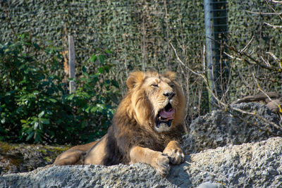 View of a lion on rock