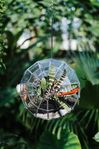 Close-up of potted plant hanging on tree