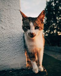 Portrait of cat looking at camera