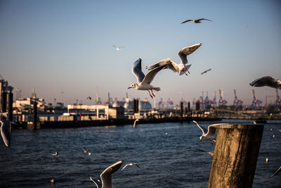 Seagulls flying over sea against cityscape