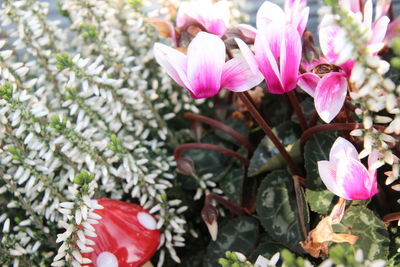 Close-up of pink flowering plant
