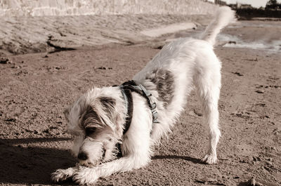 View of a dog on beach