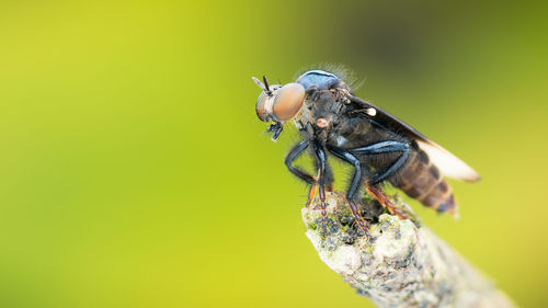 Close-up of robberfly perching on leaf
