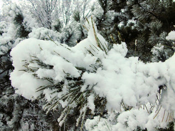 Snow covered trees on field during winter