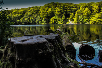 Scenic view of lake in forest