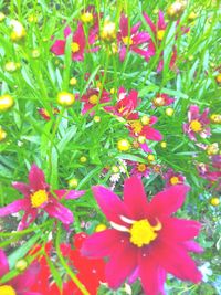 Close-up of red flowering plants