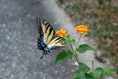 Close-up of insect on flower