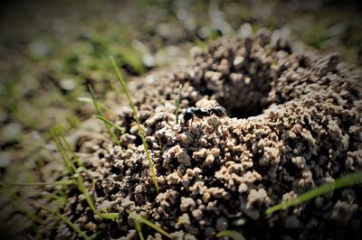 Close-up of ant on rock