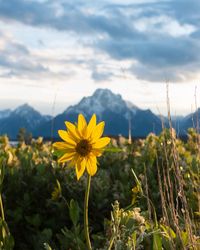 Close-up of yellow flowering plant on field against sky