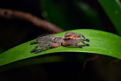 Close-up of butterfly on leaf