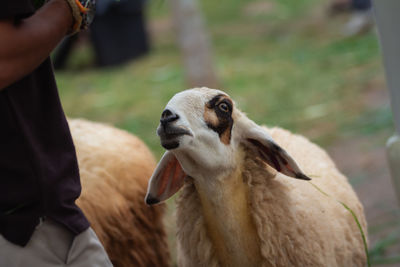 Midsection of man with sheep outdoors