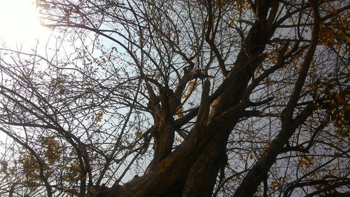 Low angle view of bare tree against sky