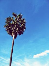 Low angle view of coconut palm tree against blue sky