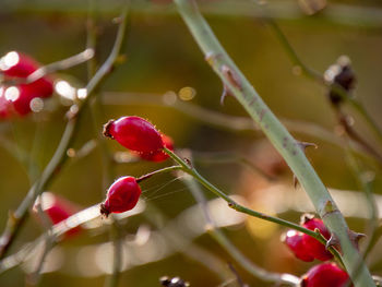 Close-up of red berries growing on plant
