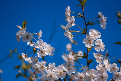 Low angle view of cherry blossoms against blue sky