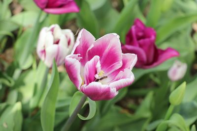 Close-up of pink flowering plant