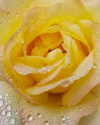 Full frame shot of wet yellow rose