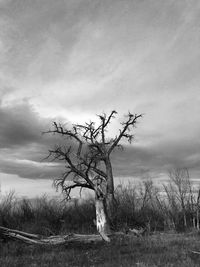 Tree on landscape against sky