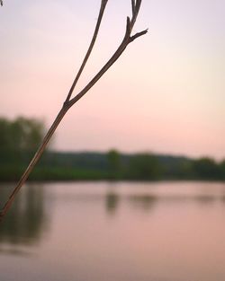 Close-up of silhouette plant against lake during sunset