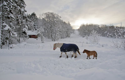 Horses on snow covered field against sky