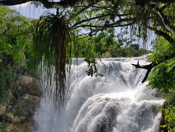 Scenic view of waterfall in forest