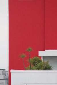 Red flower against built structure