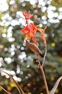 Close-up of orange flower