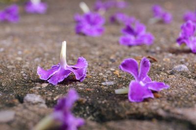 Close-up of purple crocus flowers on land