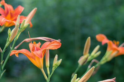 Close-up of orange lily blooming outdoors