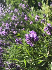 Close-up of purple flowers blooming outdoors