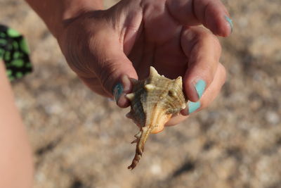 Close-up of person holding hand