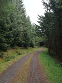 Road amidst trees in forest against sky