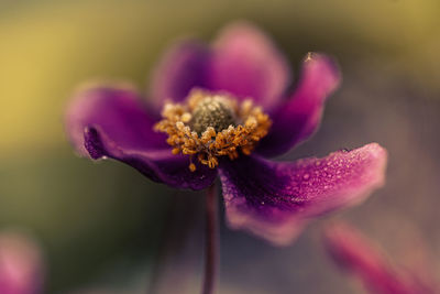 Close-up of purple flower