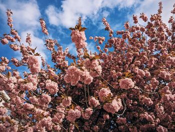 Low angle view of cherry blossoms against sky