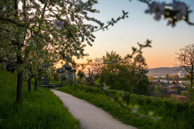 Footpath in park