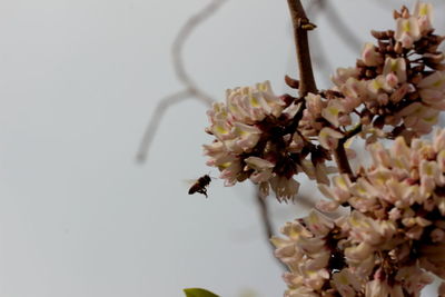 Close-up of bee pollinating on fresh flower against sky