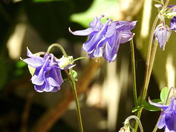 Close-up of purple flowers blooming outdoors