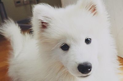 Close-up portrait of white dog at home