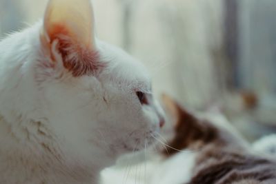 Close-up of a cat