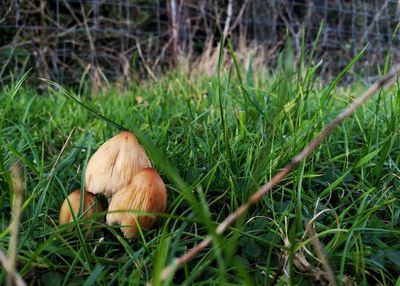 Close-up of mushroom growing on field