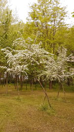 Trees on field