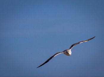 Low angle view of birds flying against clear sky