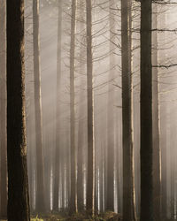 Sunlight streaming through trees in forest