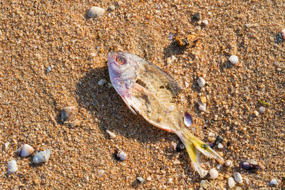 High angle view of shell on sand