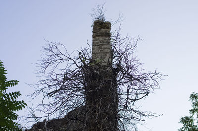 Low angle view of tree against clear sky